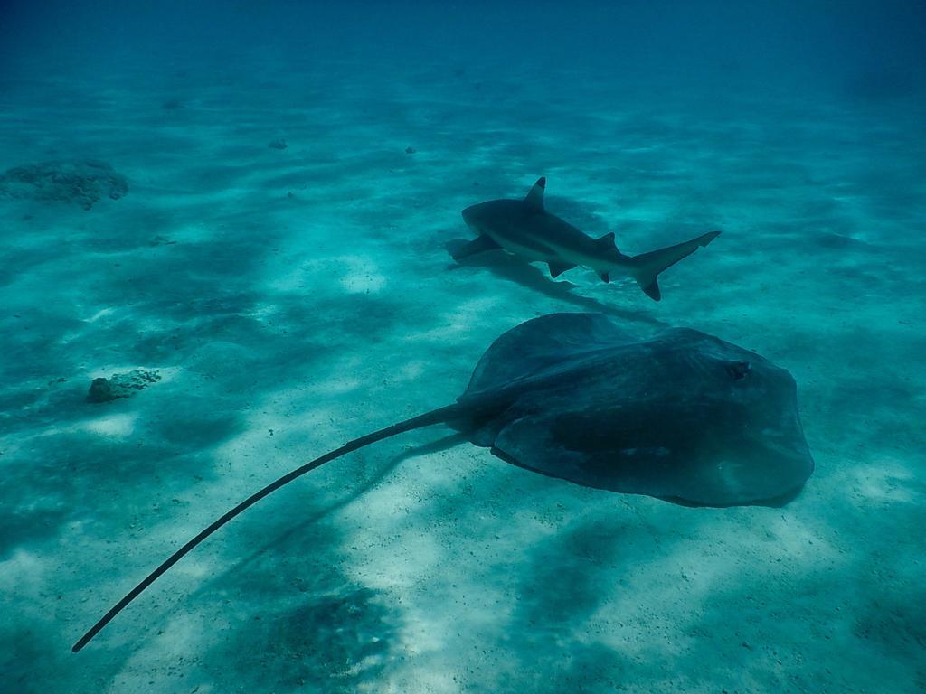 ホテル ポエラニ モーレア モーレア島 エクステリア 写真